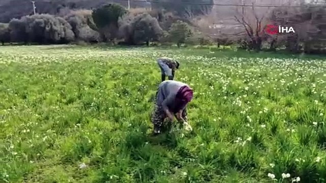 Hasat başladı! 200 TL'ye alıcı buluyor