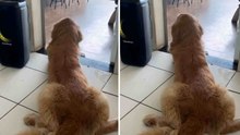 Schattige video: Golden retriever kan de beat van een goed liedje niet weerstaan