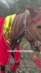 Un jockey et sa jument miraculés courent le Grand prix d'Amérique