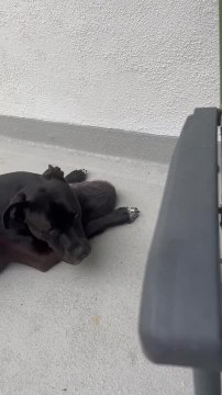 Dog Cuddles Affectionately With Her Neighboring Cat