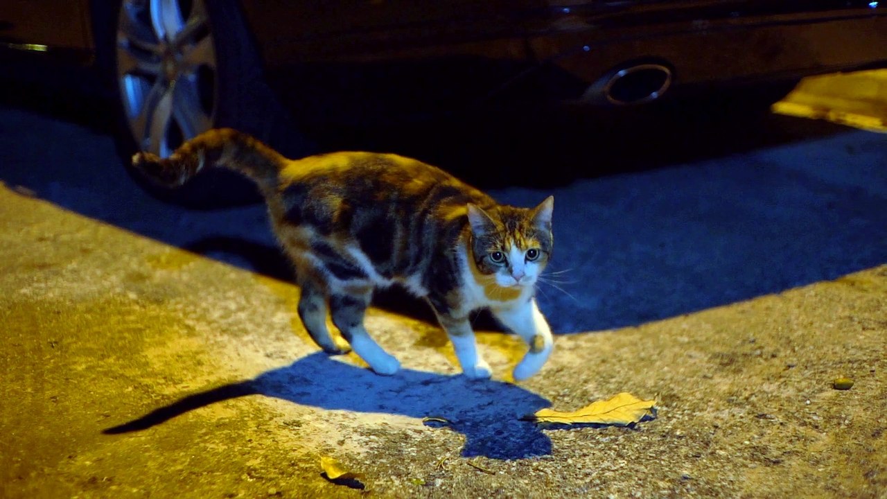 cute cat