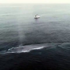 The largest animal ever to have lived, the majestic blue whale (Balaenoptera musculus). 🐳