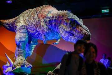 2010'da keşfedilen dev dinozor sergilenmeye başlandı