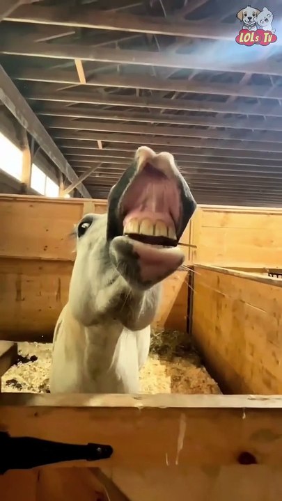 pets and horses funny moments