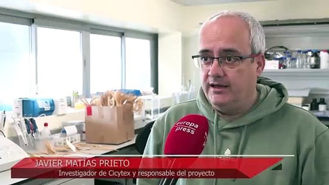 Investigadores de Cicytex recuperan 40 variedades de trigos antiguos con un sabor más intenso