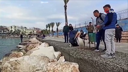 Silifke sahillerinde dolaşan pelikan insanların maskotu oldu