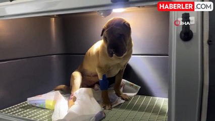 Zonguldak'ta Shar Pei Cins Köpekten 1,5 Kilogram İltihap Çıkarıldı