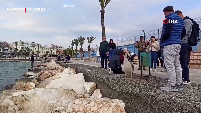 Mersin Silifke sahillerinde dolaşan pelikan insanların maskotu oldu
