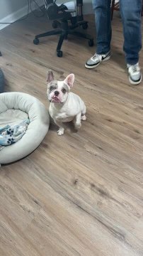 Dog Gets Excited When Owner Mentions About Car Ride