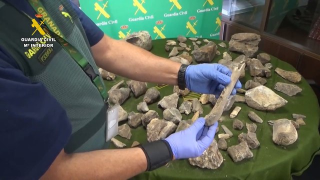 Recuperan más de 100 restos de mamuts expoliados de un yacimiento de Granada