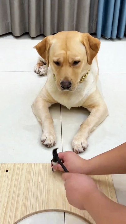 borrow  your hand to Drive a nail 别生气了 #Goldenretriever #orange #eat #pet #puppy #lovedog #dog #dogs #dogstagram #instapet #doglife #animals #cute #tasty #Gourmet