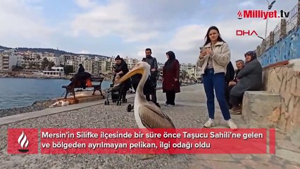 Taşucu Sahili’ne gelen pelikan, ilgi odağı oldu