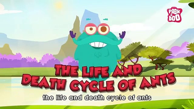 What is an Ant Mill? | The Life and Death Cycle of An Ant | Learn all About Ants