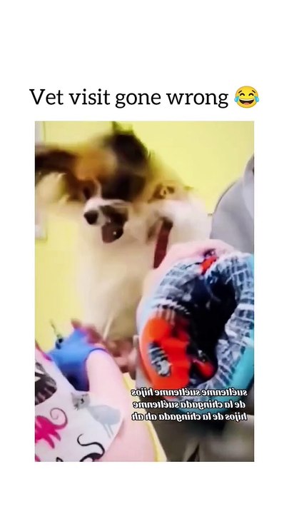 Funny animals , funny cats and dogs