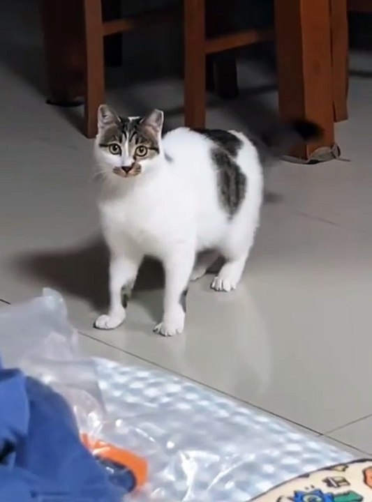 Funny animals , funny cats and dogs