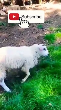 Watch Hilarious Cats in Epic Fails! Guaranteed Laughs! #FunnyCats #CatFails #ViralVideos #shorts