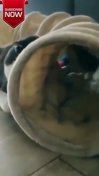 Watch Hilarious Cats in Epic Fails! Guaranteed Laughs! #FunnyCats #CatFails #ViralVideos #shorts