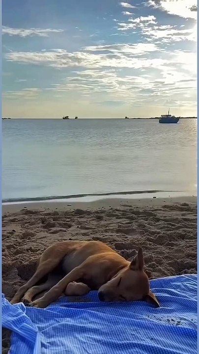 Chill with dogs😆
