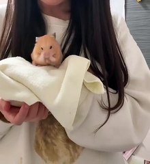 🌟 Discover the Enchanting World of Hamsters! 🐹✨ In this captivating video