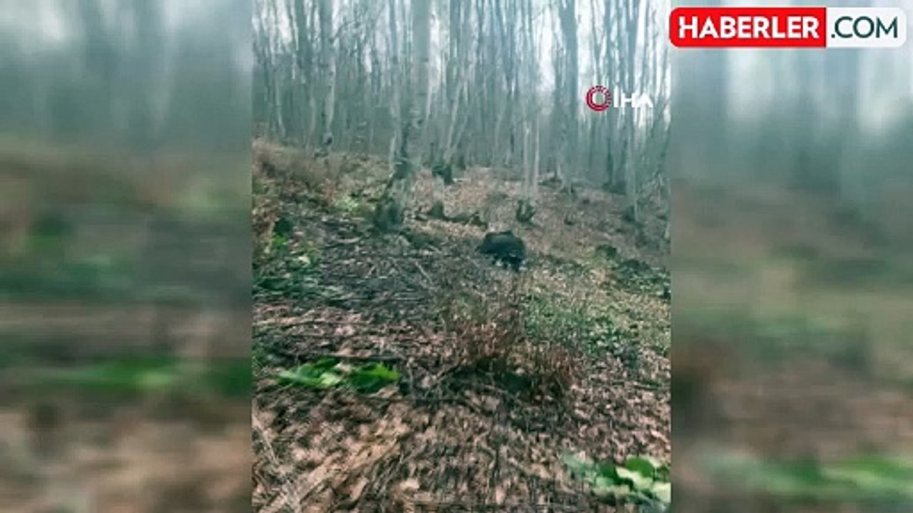 Domuz Avında Korku Dolu Anlar