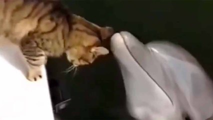 Suloinen video: kissa ja delfiini ovat parhaat ystävät