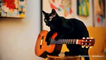 Gato guitarra.