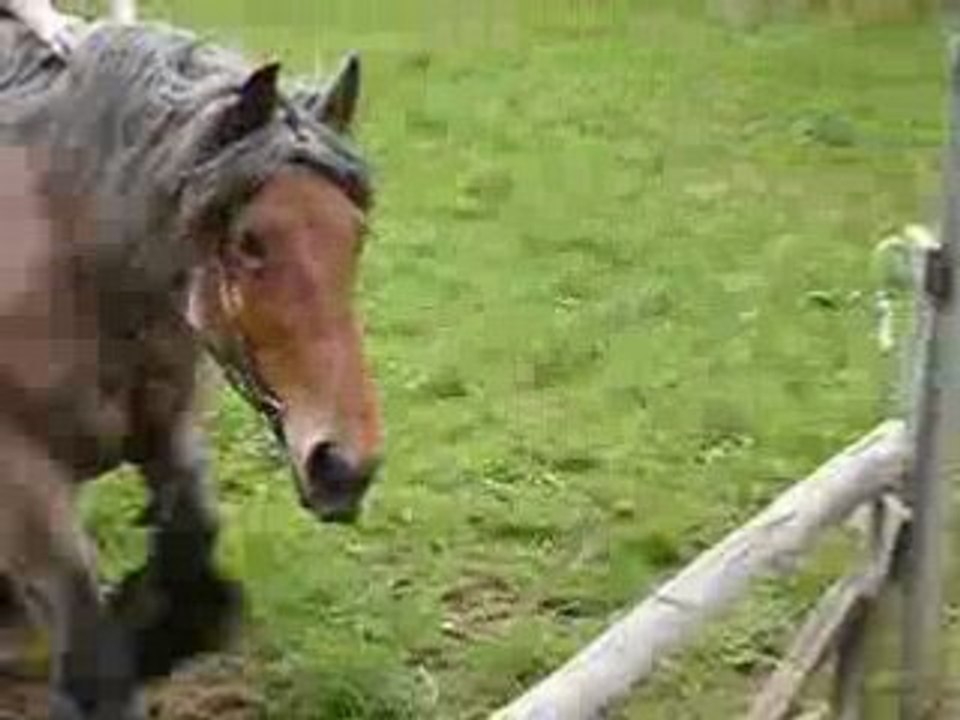 Iroquoise en saut