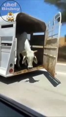 Cheeseburger #youtube #instagram #food #facebook #bishoy #chefbishoy #instgram