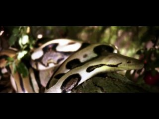 DIVINA MISERICORDIA MP4