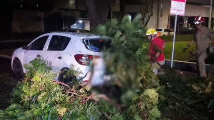 Galho de árvore cai e atinge carro na Rua Pio XII