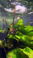 Artesanos tradicionales japoneses