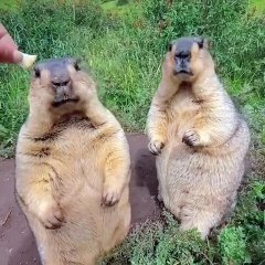 🐾 Discover the Fascinating World of Marmots! 🐾 In this incredible journ