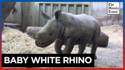 Belgian zoo unveils baby white rhino