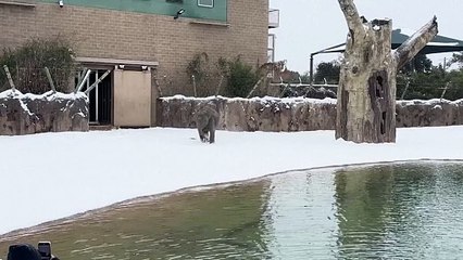 NO COMMENT: Los animales del zoo de Houston descubren la nieve por primera vez