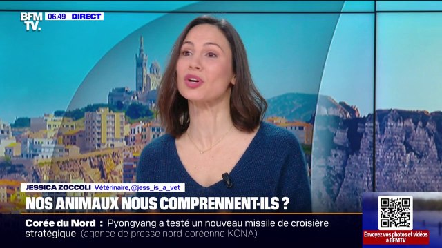 Animaux: nos fidèles compagnons nous comprennent-ils vraiment lorsque nous leur parlons?