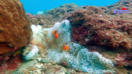 Swatch of No Ground A Mysterious Sea Region | সোয়াচ অব নো গ্রাউন্ড এক রহস্যময় সামুদ্রিক অঞ্চল | Sopno Jatra