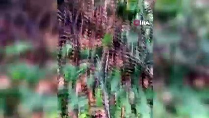 Domuz avında saldırı paniği