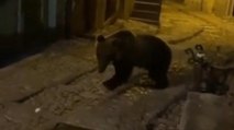 Orso a passeggio per le strade di San Donato Val di Comino, in Ciociaria