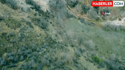 Elazığ'da Dron ile Görüntülenen Domuz Sürüleri