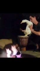 الفن والابداع