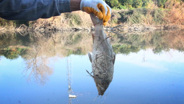 Rengi siyaha dönüp köpüren Ceyhan Nehri’nde balık ölümleri tedirgin ediyor: Nehirden zehir akıyor, çocuklar hastalanıyor