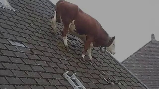 Funniest ANIMALS Videos 2025 | That Will Make You Burst Into Laughter | Funny Animals | Hilarious videos | Fun Time | Family Entertainment | Comedy |
