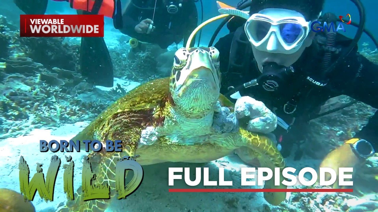 Saving Sea Turtles from a Sea of Trash and Pollution (Full Episode) | Born to be Wild