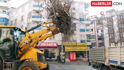 Esenyurt'ta Ağaç Budama Çalışmaları Başladı