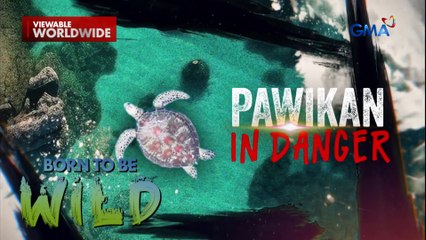 Apat na kataong humuli at kumain ng pawikan sa Maguindanao del Norte, namatay! | Born to be Wild