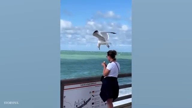 I dare you not to laugh at these Animals | Funniest ANIMAL Videos | Family Entertainment | Fun for Everyone | Hilarious Videos | Funny Pets | Funny Animals Moments | Funny Videos for All Ages | Funny Videos Compilation | Fun Time |