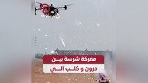 معركة شرسة بين درون وكلب آلي