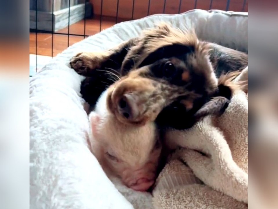 Beste Freunde: Kleiner Dackel kuschelt mit Minischwein