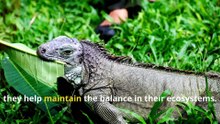 Fun Iguana Facts, Discover the World of Plant-Loving Lizards