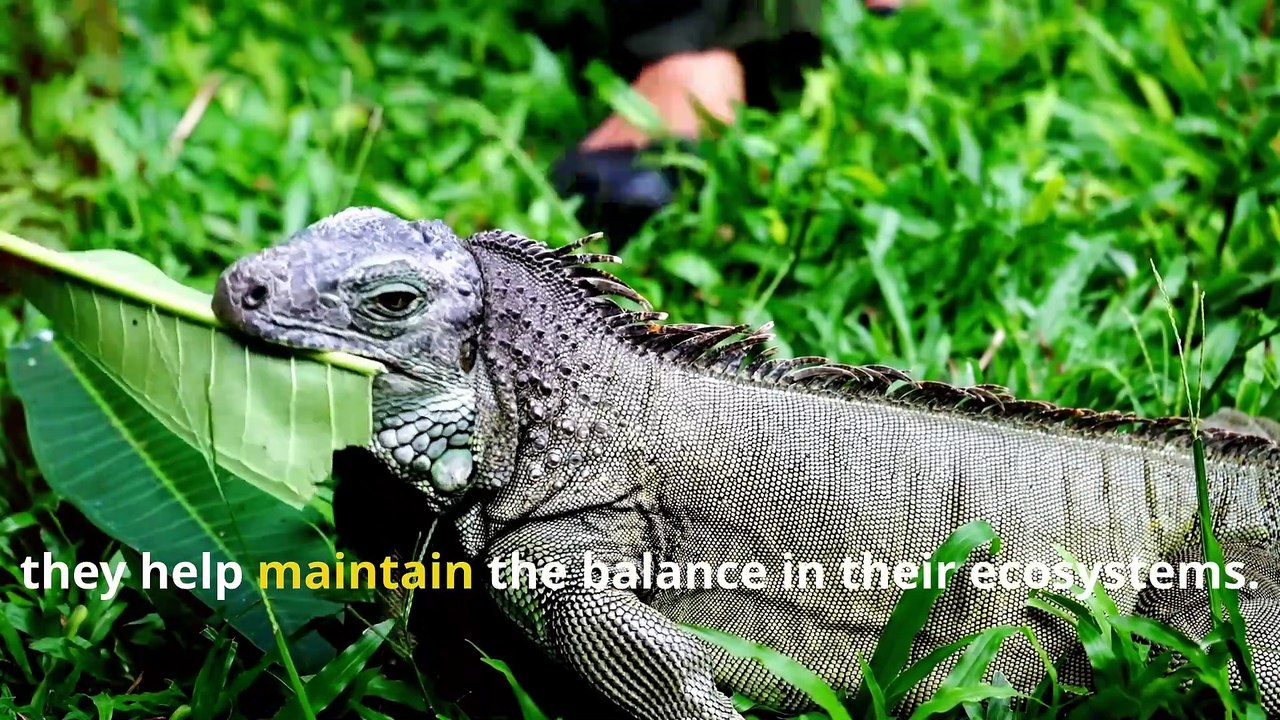 Fun Iguana Facts, Discover the World of Plant-Loving Lizards